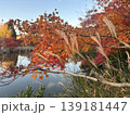 京都　紅葉　禅林寺 (永観堂) 139181447