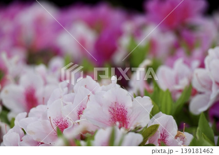 ピンクと白のグラデーションが美しいツツジの花 ピンクと白のグラデーションが美しいツツジの花 139181462