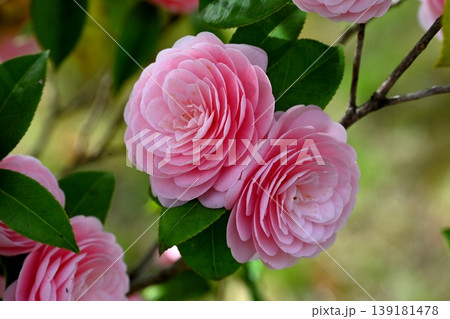 千重咲きのオトメツバキの花 千重咲きのオトメツバキの花 139181478