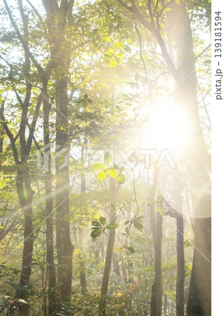 紅葉の森に光芒が差し込む風景　大山鏡ヶ成 139181594
