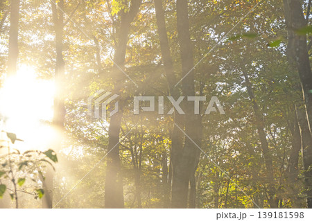 紅葉の森に光芒が差し込む風景 大山鏡ヶ成 紅葉の森に光芒が差し込む風景 大山鏡ヶ成 139181598