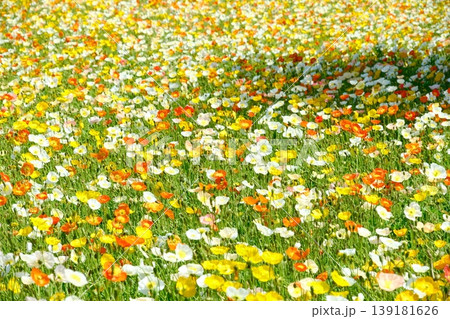 【背景素材】一面に咲き誇るカラフルなアイスランドポピーの花畑 139181626