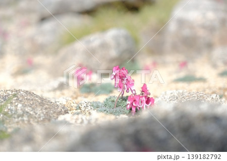 高山植物コマクサ・砂礫地に自生するピンクの花と高山帯の景観 高山植物コマクサ・砂礫地に自生するピンクの花と高山帯の景観 139182792