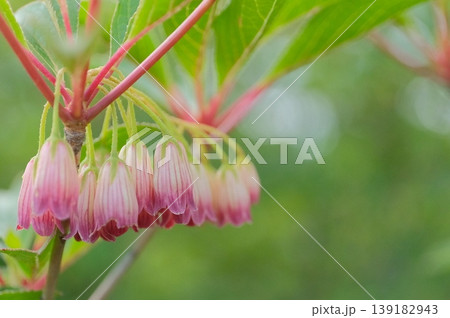 サラサドウダンの花・更紗模様のベル形の花と新緑の背景 139182943