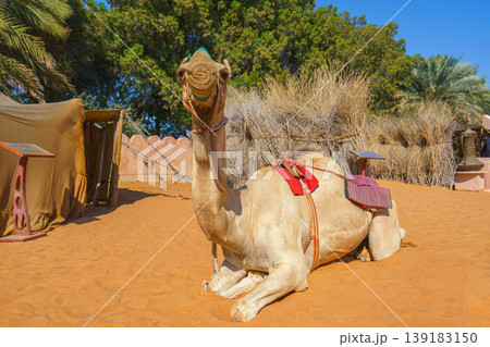 Abu Dhabi, United Arab Emirates - Jan 10 2024, A camel decorated with fabrics sits proudly on sand, the UAE flag is flutter in background above building and trees, Abu Dhabi, United Arab Emirates Abu Dhabi, United Arab Emirates - Jan 10 2024, A camel decorated with fabrics sits proudly on sand, the UAE flag is flutter in background above building and trees, Abu Dhabi, United Arab Emirates 139183150