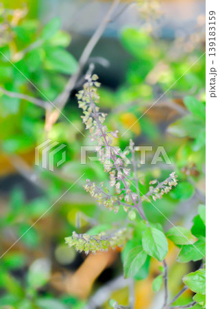 basil or holy basil , Sacred basil or Ocimum tenuiflorum L or Ocimum sanctum L or LAMIACEAE plant and flower or vegetable basil or holy basil , Sacred basil or Ocimum tenuiflorum L or Ocimum sanctum L or LAMIACEAE plant and flower or vegetable 139183159