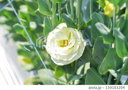 Eustoma grandiflorum Raf Shinners or Eustoma russellianum Hook G Don or GENTIANACEAE or lisianthus or Prairie Gentian or yellow flower or green flower Eustoma grandiflorum Raf Shinners or Eustoma russellianum Hook G Don or GENTIANACEAE or lisianthus or Prairie Gentian or yellow flower or green flower 139183204