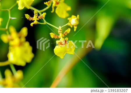 yellow oncidium orchid or yellow orchid flower or orchid yellow oncidium orchid or yellow orchid flower or orchid 139183207