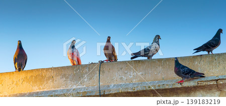A Close up view of birds of pigeons sitting on the roof, cornice, building, one of the pigeons has a unique pink color, in the evening, Manama, Bahrain A Close up view of birds of pigeons sitting on the roof, cornice, building, one of the pigeons has a unique pink color, in the evening, Manama, Bahrain 139183219