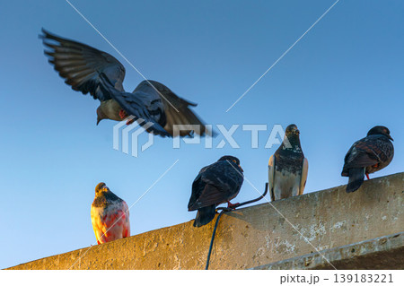 A Close up view of birds of pigeons sitting on the roof, cornice, building, one of the pigeons has a unique pink color, in the evening, Manama, Bahrain A Close up view of birds of pigeons sitting on the roof, cornice, building, one of the pigeons has a unique pink color, in the evening, Manama, Bahrain 139183221