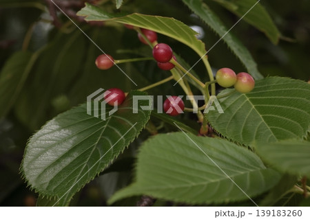 自然 植物 オオシマザクラ、艶々の若葉と色付き始めた果実。葉は塩漬けにして桜餅を包みます 自然 植物 オオシマザクラ、艶々の若葉と色付き始めた果実。葉は塩漬けにして桜餅を包みます 139183260