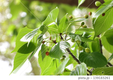 自然　植物　オオシマザクラ、開花からひと月ほどで果実が目立ち始めます 139183261