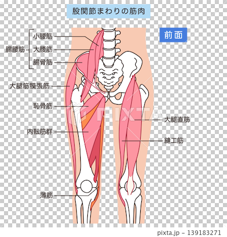 Muscles around the hip joint (anterior): Iliopsoas muscle, adductor muscles, rectus femoris muscle 139183271