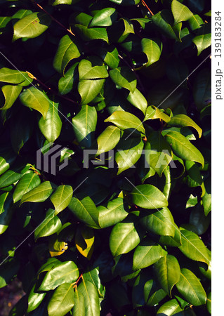 植栽 エクステリア 植栽 エクステリア 139183284