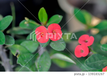 Christ Thorn, Euphorbia milii or Euphorbiaceae or Euphorbia milii Des Moul or Crown of thorns or Christ thorn or red flower 139183287