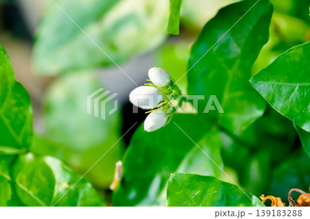 Arabian Jasmine or  jasmine, Jasminum Sambac  Arabian jasmine or Jasminum sambac L Aiton or Jusmine or  Kampopot or  OLEACEAE or white flower 139183288