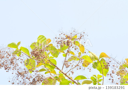 Tectona grandis, Teak tree or teak seed or teak fruit on the tree and sky Tectona grandis, Teak tree or teak seed or teak fruit on the tree and sky 139183291
