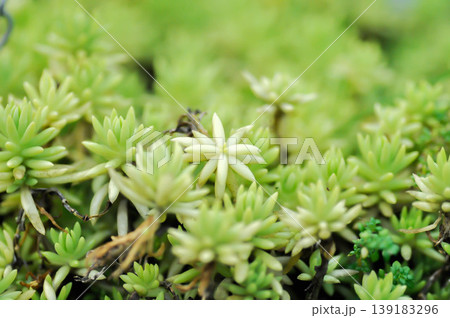 Sedum Golden Moss or Sedum lineare, crassulaceae or Herbaceous perennial or Sedum acre Oktoberfest or Sedum Octoberfest or Sedum sp or stonecrop or succulents Sedum Golden Moss or Sedum lineare, crassulaceae or Herbaceous perennial or Sedum acre Oktoberfest or Sedum Octoberfest or Sedum sp or stonecrop or succulents 139183296