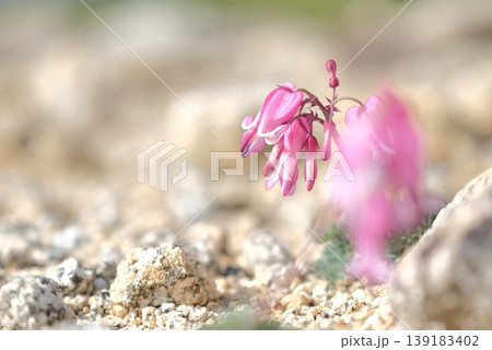 高山植物コマクサ・砂礫地に咲く可憐なピンクの花と前ボケの幻想的な景観 139183402