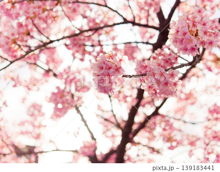 柔らかな日差しに照らされたピンクの桜のクローズアップ 139183441