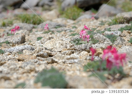 高山植物コマクサの群落・過酷な砂礫地に自生するピンクの花々と岩場の景観 139183526
