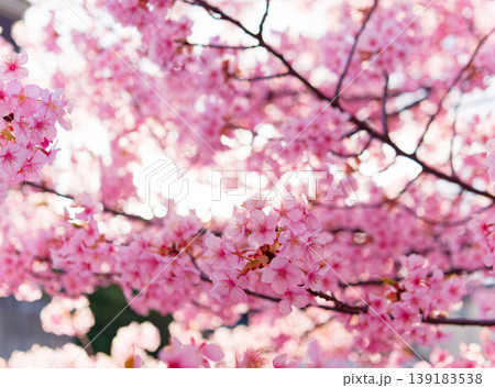 柔らかな日差しを浴びたピンクの桜のクローズアップ、背景にはボケ味のある風景 柔らかな日差しを浴びたピンクの桜のクローズアップ、背景にはボケ味のある風景 139183538