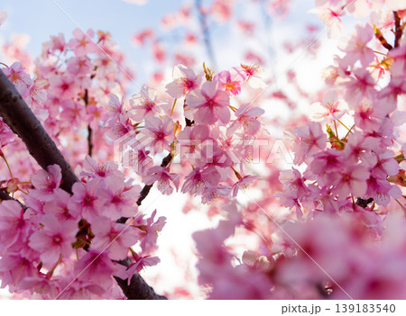 柔らかな日差しを浴びたピンクの桜のクローズアップ、背景にはボケ味のある風景 柔らかな日差しを浴びたピンクの桜のクローズアップ、背景にはボケ味のある風景 139183540
