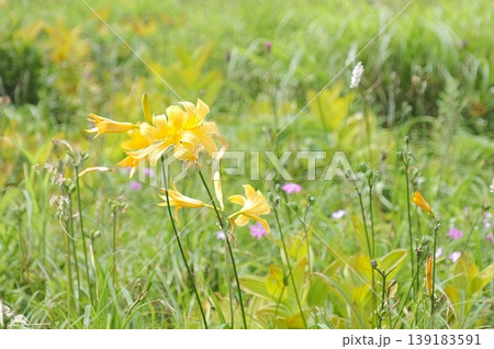 夏の高山植物ニッコウキスゲ(ゼンテイカ)とハクサンフウロやイブキトラノオの混生するお花畑 夏の高山植物ニッコウキスゲ(ゼンテイカ)とハクサンフウロやイブキトラノオの混生するお花畑 139183591