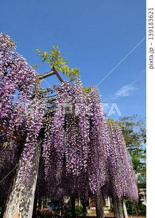 藤の花 藤の花 139183621