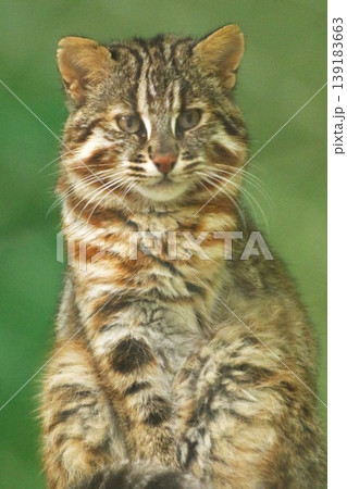 ツシマヤマネコ 正面ポートレート 絶滅危惧種の希少な野生ネコ ツシマヤマネコ 正面ポートレート 絶滅危惧種の希少な野生ネコ 139183663