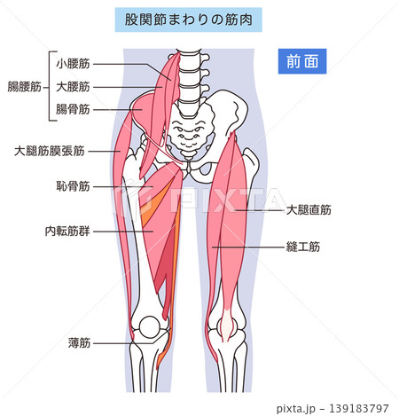 股関節まわりの筋肉(前面) 腸腰筋 内転筋群 大腿直筋 股関節まわりの筋肉(前面) 腸腰筋 内転筋群 大腿直筋 139183797