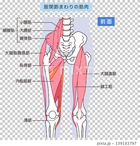 Muscles around the hip joint (anterior): Iliopsoas muscle, adductor muscles, rectus femoris muscle 139183797