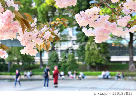 和田倉噴水公園の八重桜とベンチでやすむ人々 和田倉噴水公園の八重桜とベンチでやすむ人々 139183813