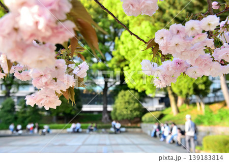 和田倉噴水公園の八重桜とベンチでやすむ人々 和田倉噴水公園の八重桜とベンチでやすむ人々 139183814