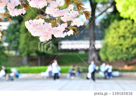 和田倉噴水公園の八重桜とベンチでやすむ人々 139183816