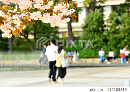 和田倉噴水公園の八重桜とベンチでやすむ人々 139183819