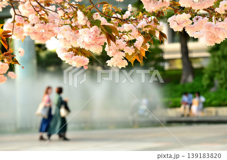 和田倉噴水公園の八重桜とベンチでやすむ人々 和田倉噴水公園の八重桜とベンチでやすむ人々 139183820