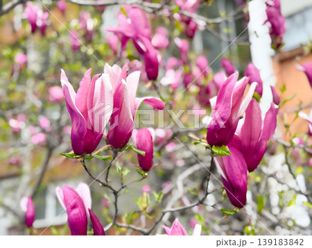 Closeup of purple saucer magnolia flowers with blurred branches and residential background. Spring softness, botanical detail, urban nature, and seasonal renewal Closeup of purple saucer magnolia flowers with blurred branches and residential background. Spring softness, botanical detail, urban nature, and seasonal renewal 139183842