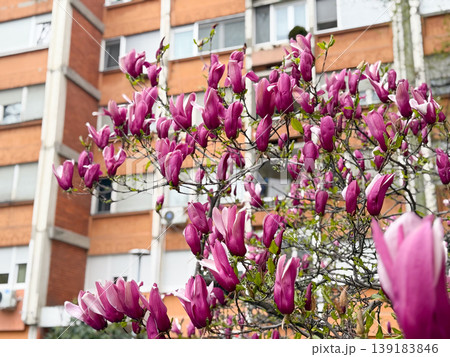 Purple saucer magnolia flowers blooming beside a residential apartment block in spring. Urban springtime, neighborhood greenery, floral decoration, and seasonal beauty. 139183846