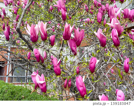 Purple saucer magnolia flowers blooming on branches near a residential building in spring. City greenery, seasonal transition, floral beauty, and urban landscaping 139183847