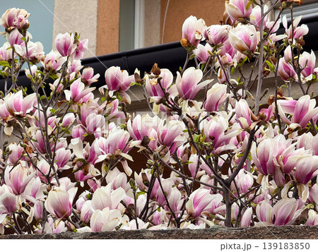 Pink and white saucer magnolia flowers blooming near an apartment building in spring. Urban nature, seasonal renewal, ornamental gardening, and floral abundance Pink and white saucer magnolia flowers blooming near an apartment building in spring. Urban nature, seasonal renewal, ornamental gardening, and floral abundance 139183850