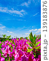 5月の青空に映えるツツジ 139183876