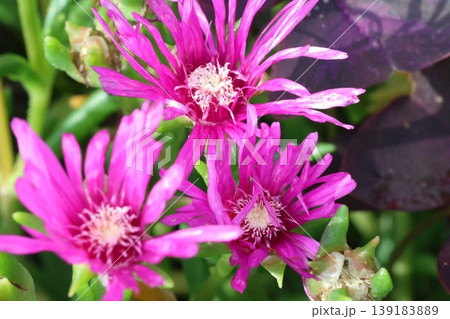 ピンク色の花が密集して咲いています 139183889