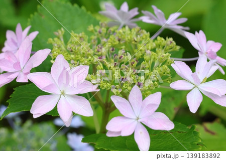 梅雨に咲く紫陽花 139183892
