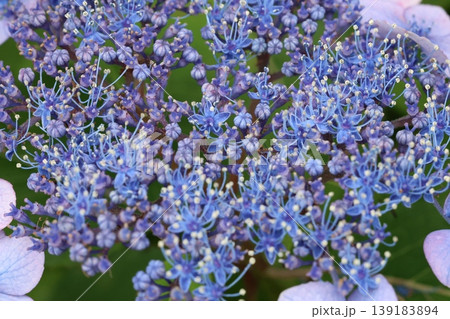梅雨に咲く紫陽花 139183894
