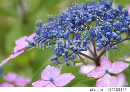 梅雨に咲く紫陽花 139183895