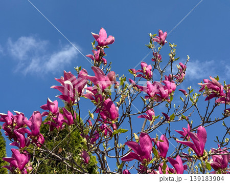 Magnolia tree with bright pink blossoms against blue sky in spring daylight. Seasonal bloom, nature landscape, ornamental flora, and outdoor beauty Magnolia tree with bright pink blossoms against blue sky in spring daylight. Seasonal bloom, nature landscape, ornamental flora, and outdoor beauty 139183904