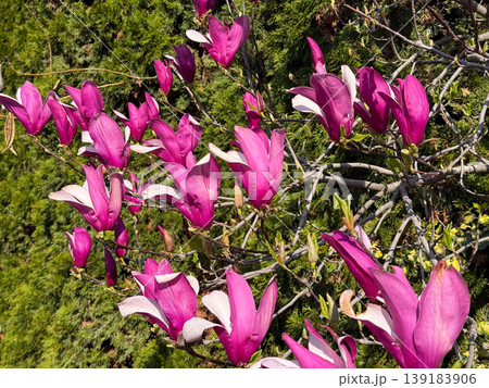 Magnolia branches with pink blossoms and fresh buds under bright blue sky. Spring season, plant growth, floral beauty, and natural environment 139183906