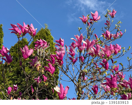Magnolia tree with bright pink blossoms against blue sky in spring daylight. Seasonal bloom, nature landscape, ornamental flora, and outdoor beauty Magnolia tree with bright pink blossoms against blue sky in spring daylight. Seasonal bloom, nature landscape, ornamental flora, and outdoor beauty 139183913