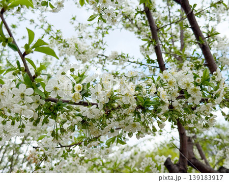 Close view of blooming cherry tree branches with white flowers and buds. Springtime nature, floral texture, seasonal growth, and botanical detail Close view of blooming cherry tree branches with white flowers and buds. Springtime nature, floral texture, seasonal growth, and botanical detail 139183917